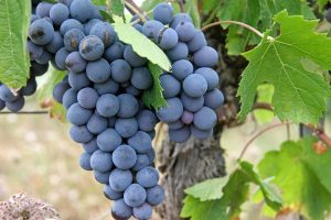 Health benefits of black Grapes