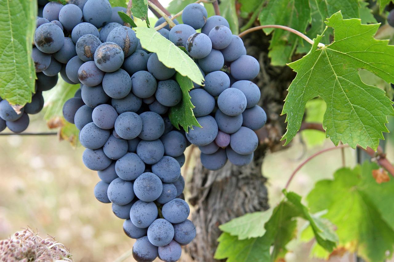 Health benefits of black Grapes