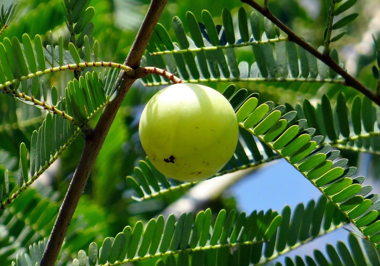 Health Benefits Of Amla