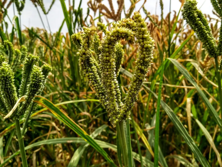 Finger-millet-fitnsmiles